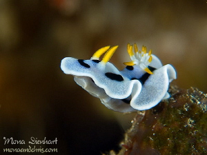 Reach out! by Mona Dienhart 